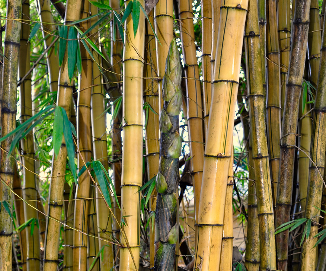 Bamboo Uganda – Innovation, Transition & Environment at Scale